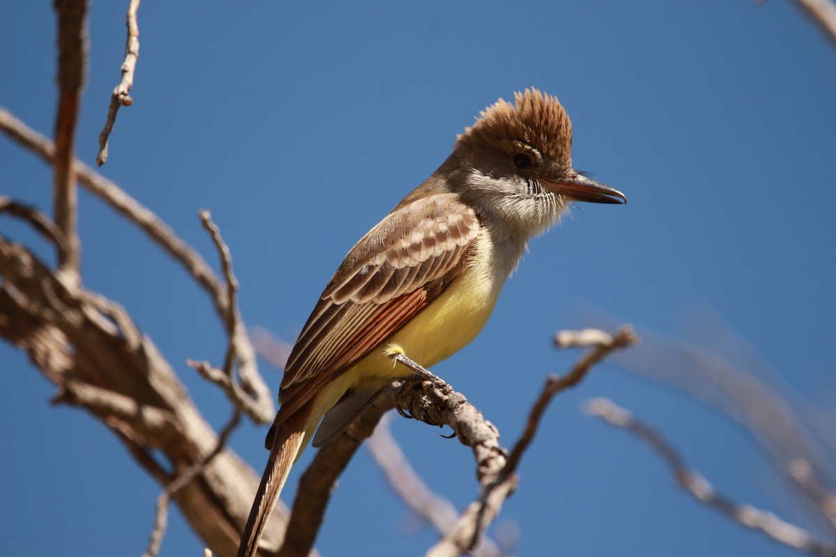 Brown-crested Flycatcher - Jesse Pline