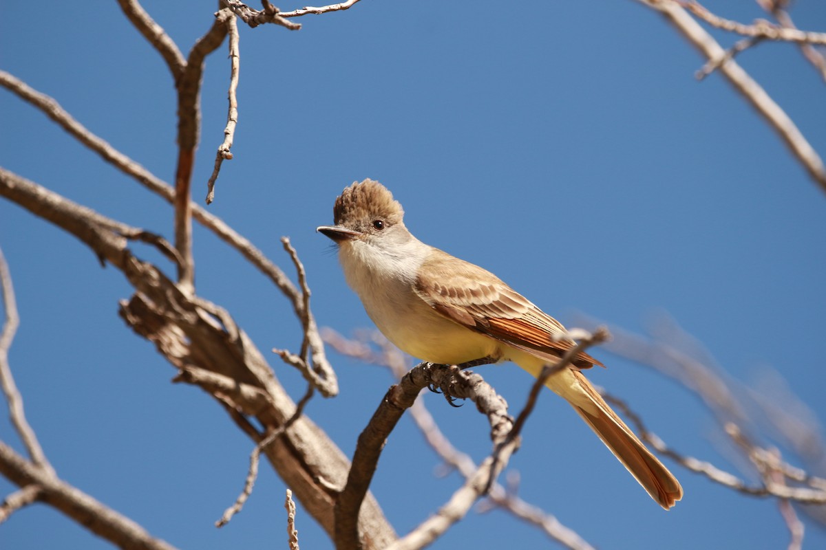 Brown-crested Flycatcher - Jesse Pline