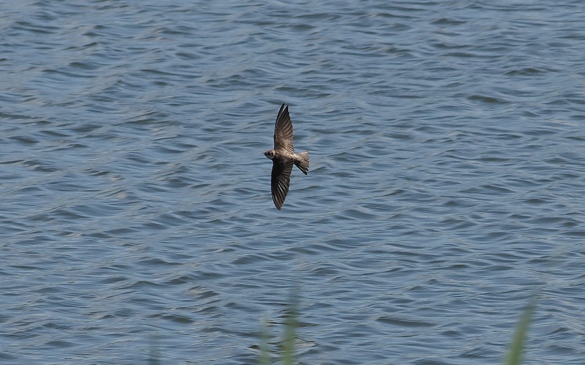 Bank Swallow - Gordon Johnston