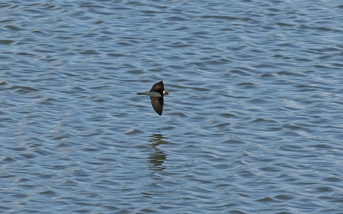 Bank Swallow - Gordon Johnston