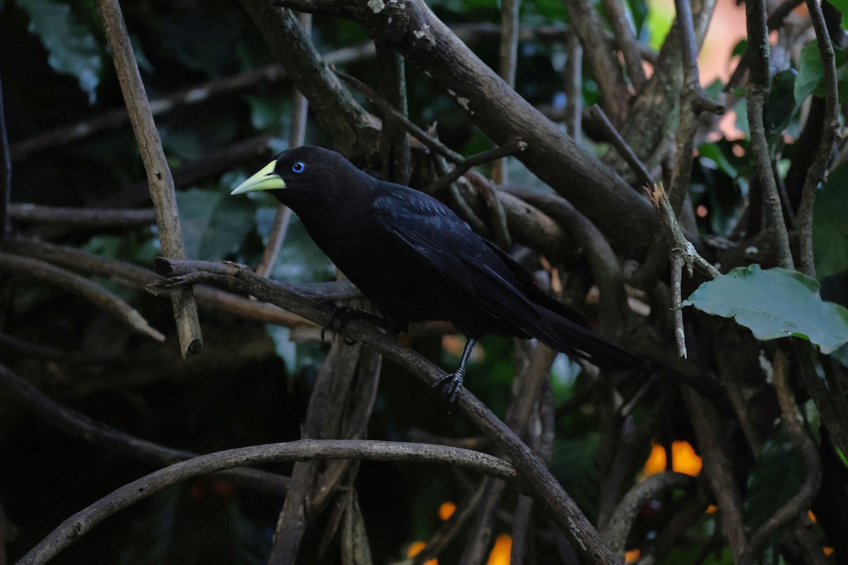 Red-rumped Cacique - Hubert Stelmach