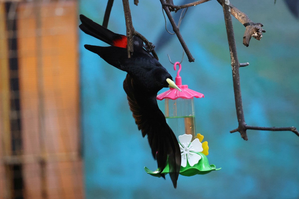 Red-rumped Cacique - Hubert Stelmach