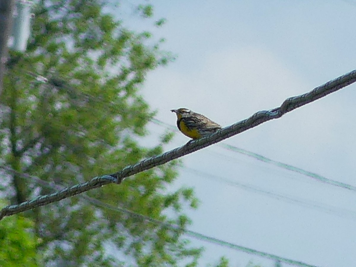 Eastern Meadowlark - ML619498365