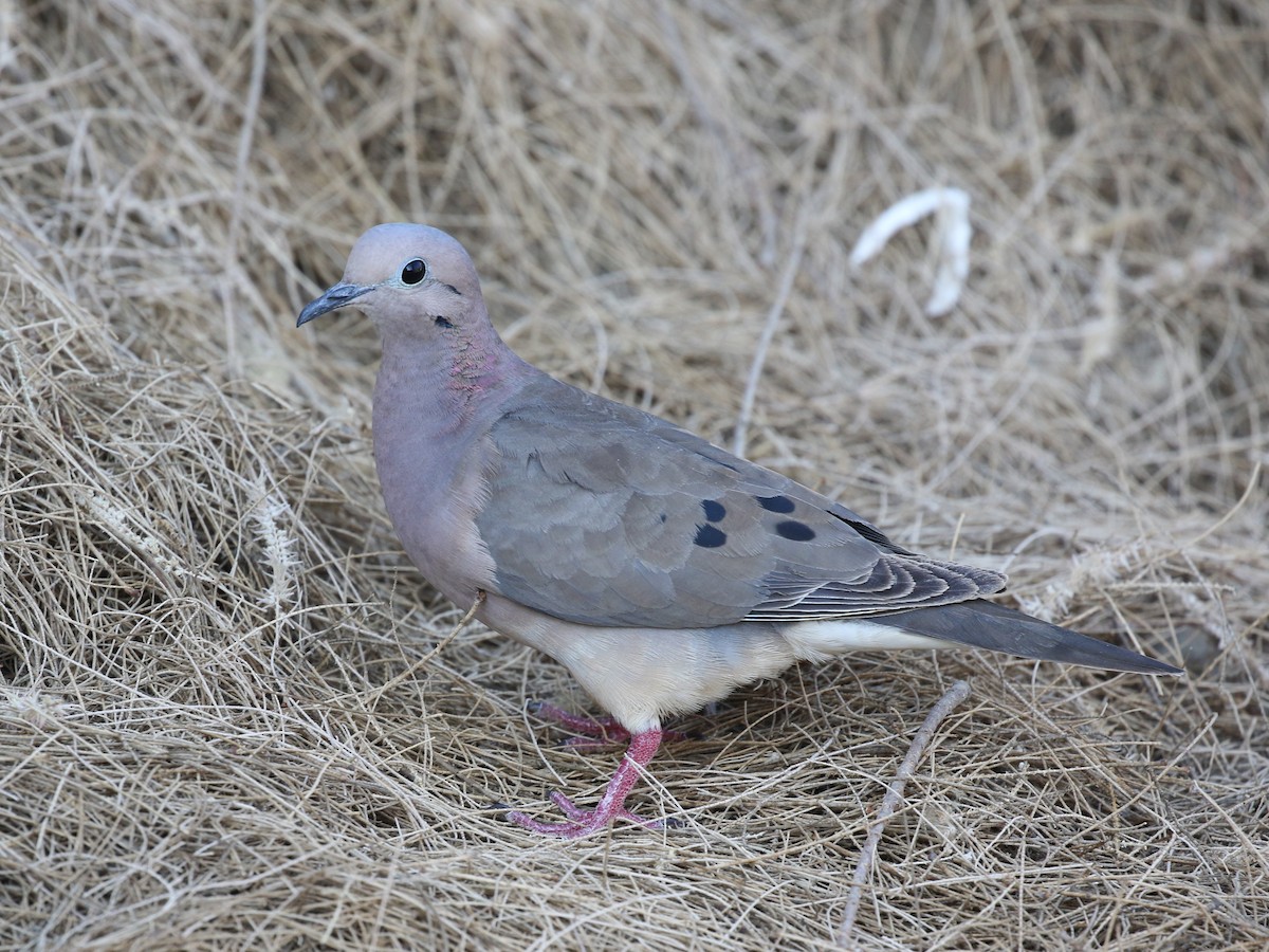 Eared Dove - ML619498369