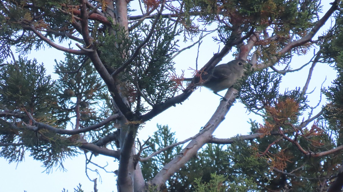 Plumbeous Vireo - Anne (Webster) Leight