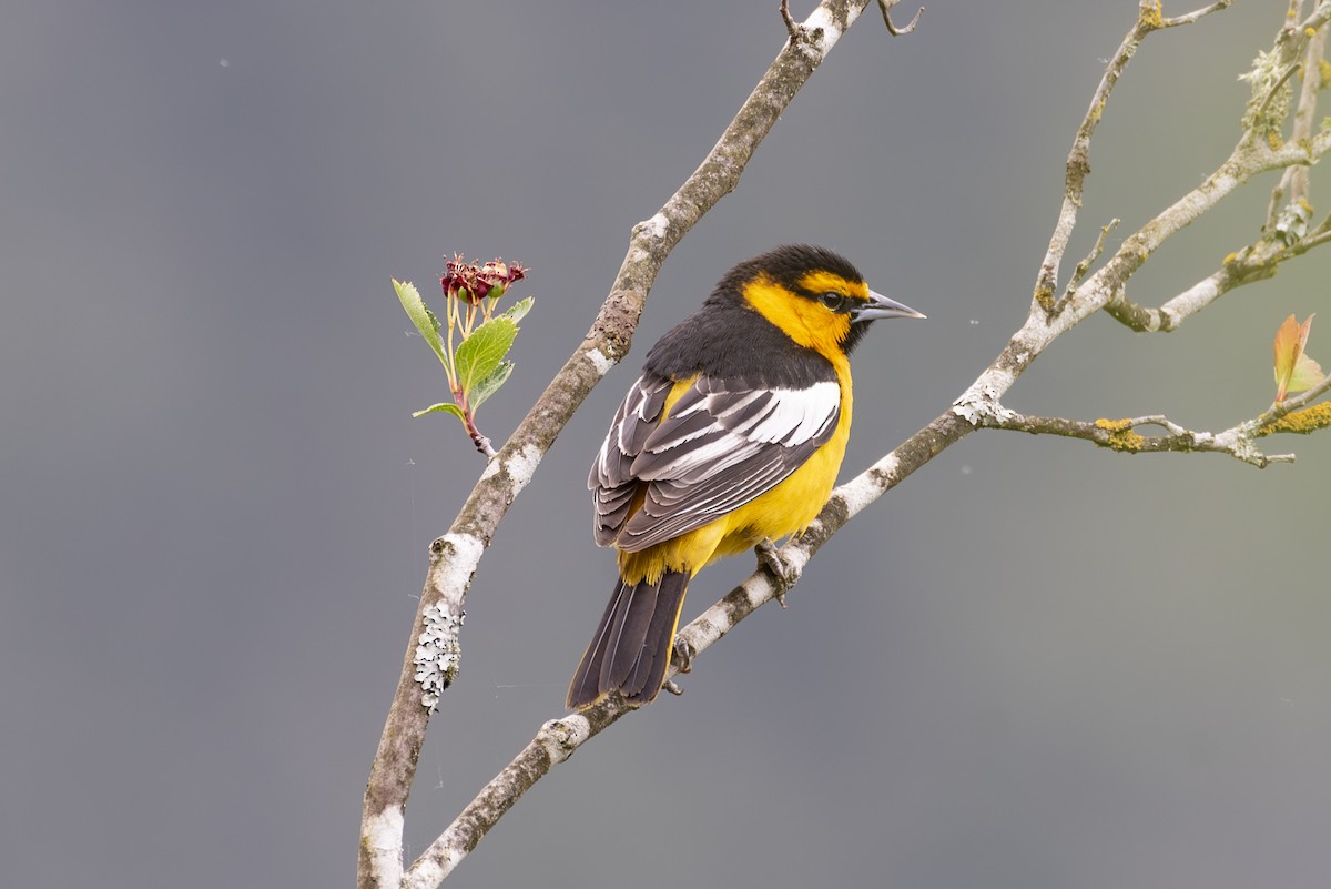 Bullock's Oriole - Ed Kingma