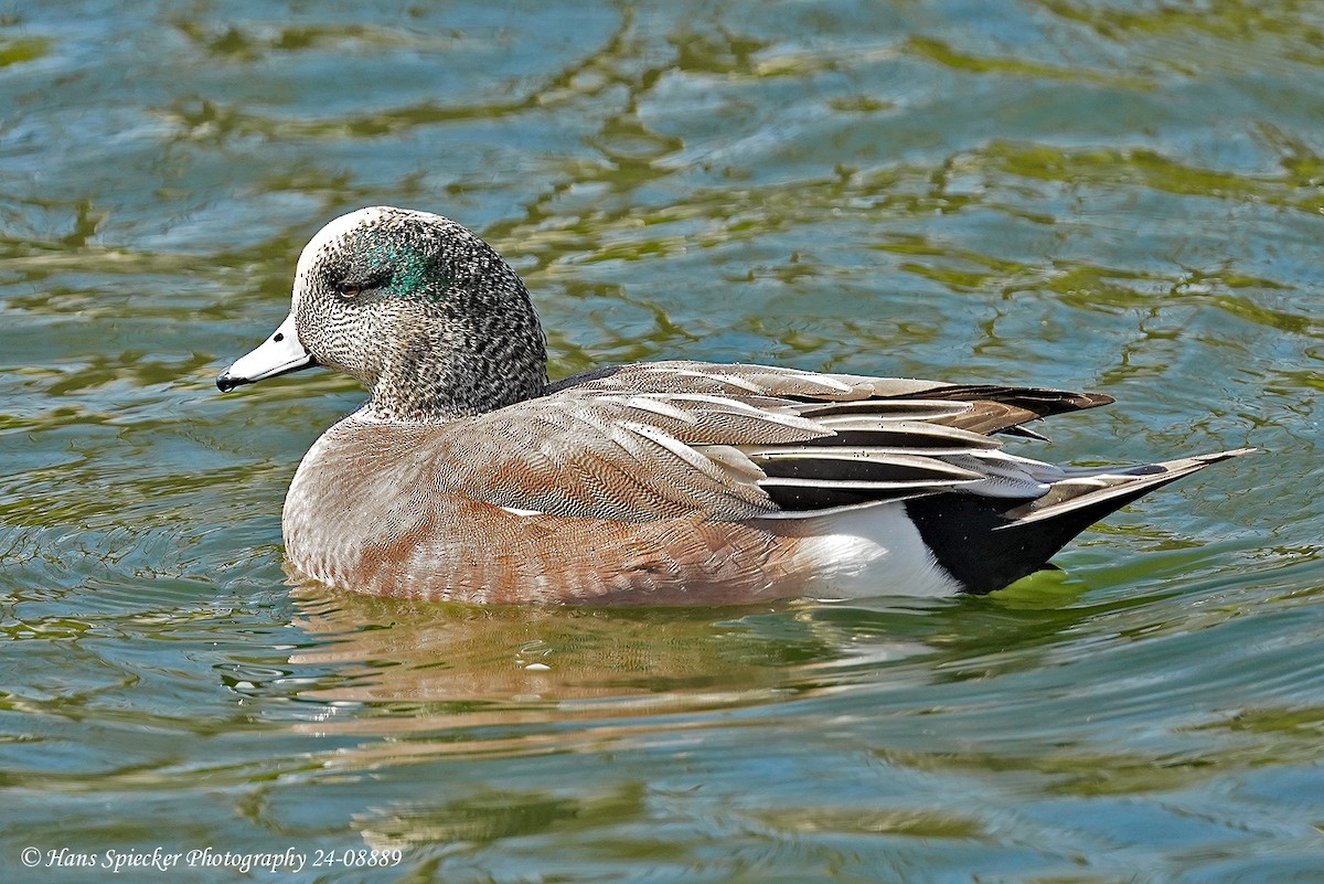 American Wigeon - ML619498376