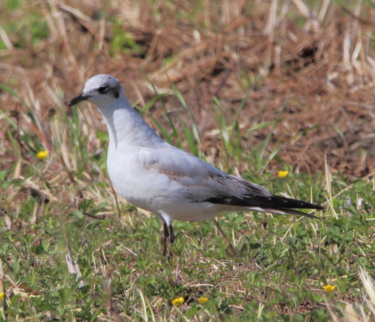 Mediterranean Gull - Pablo Miki Garcia Gonzalez