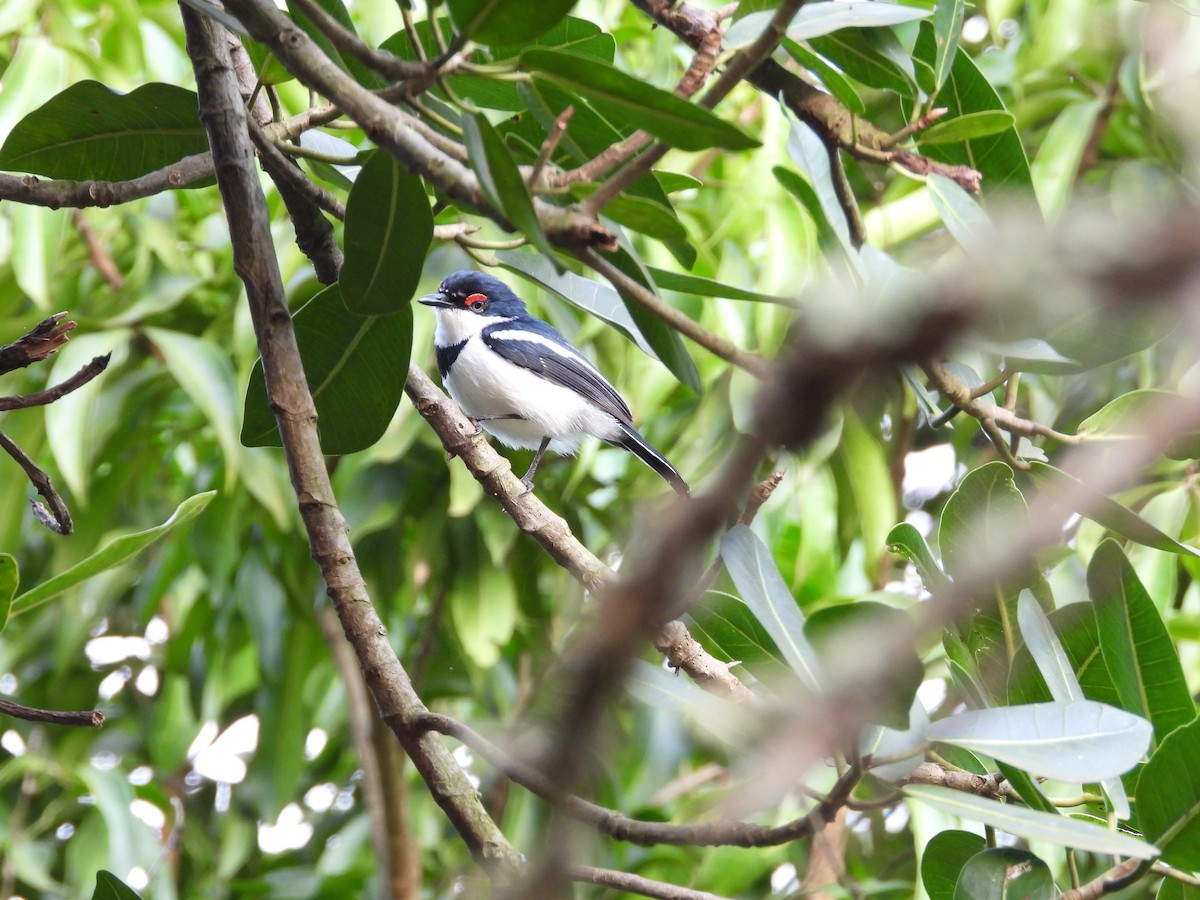 Brown-throated Wattle-eye - Jonathan Onongo