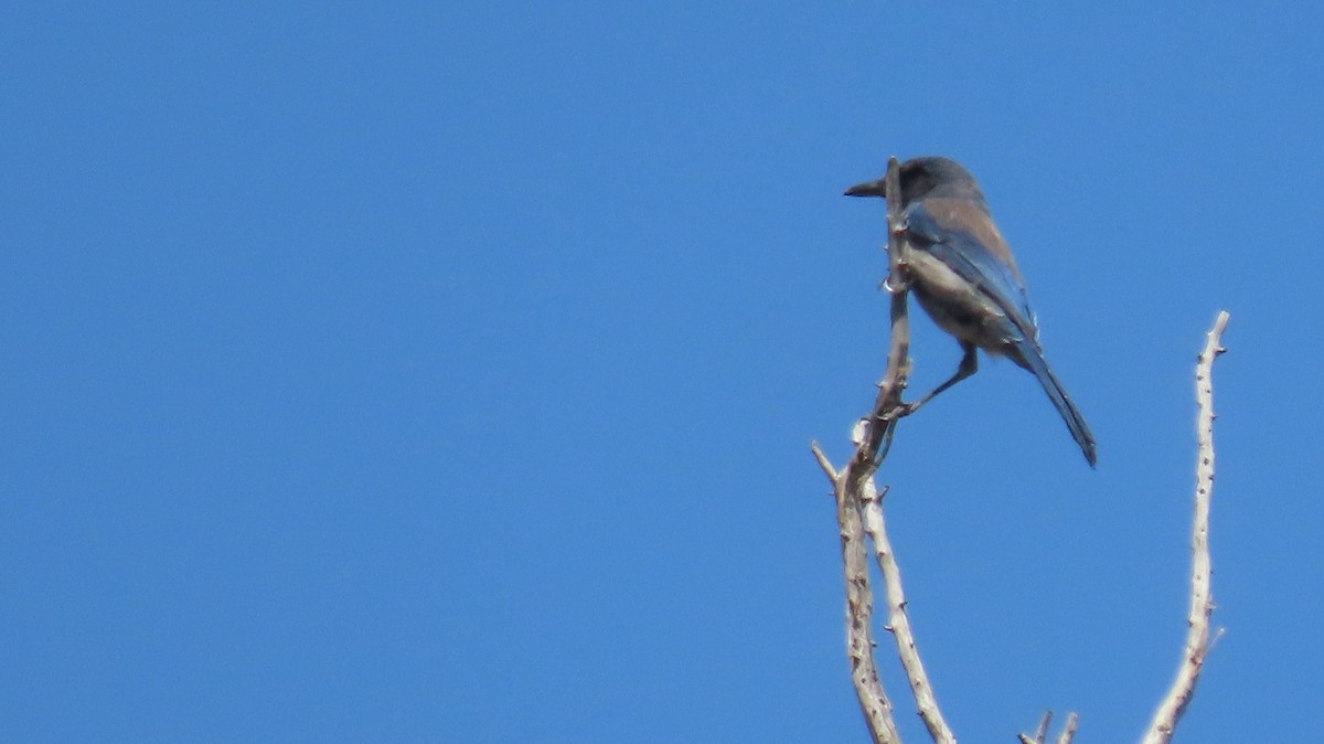 Woodhouse's Scrub-Jay - Anne (Webster) Leight