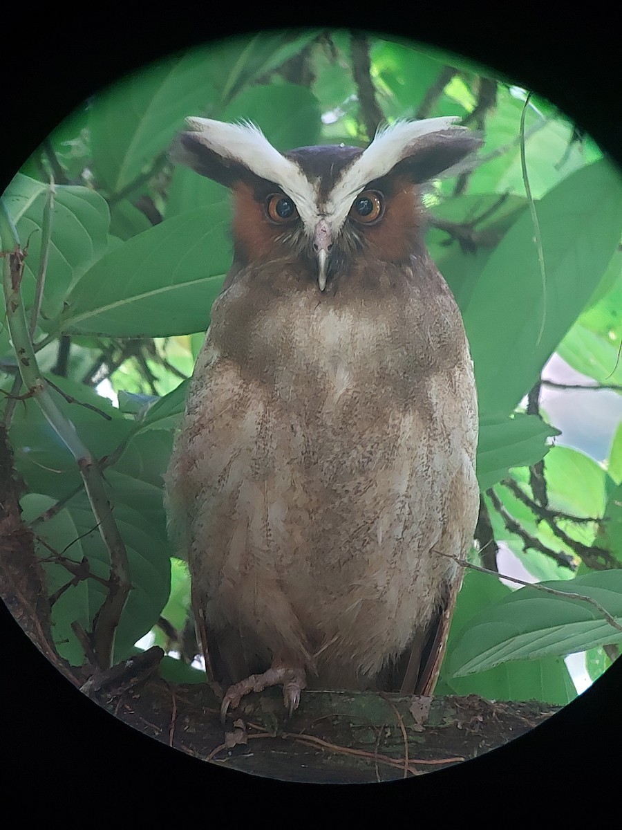 Crested Owl - bernardo perez