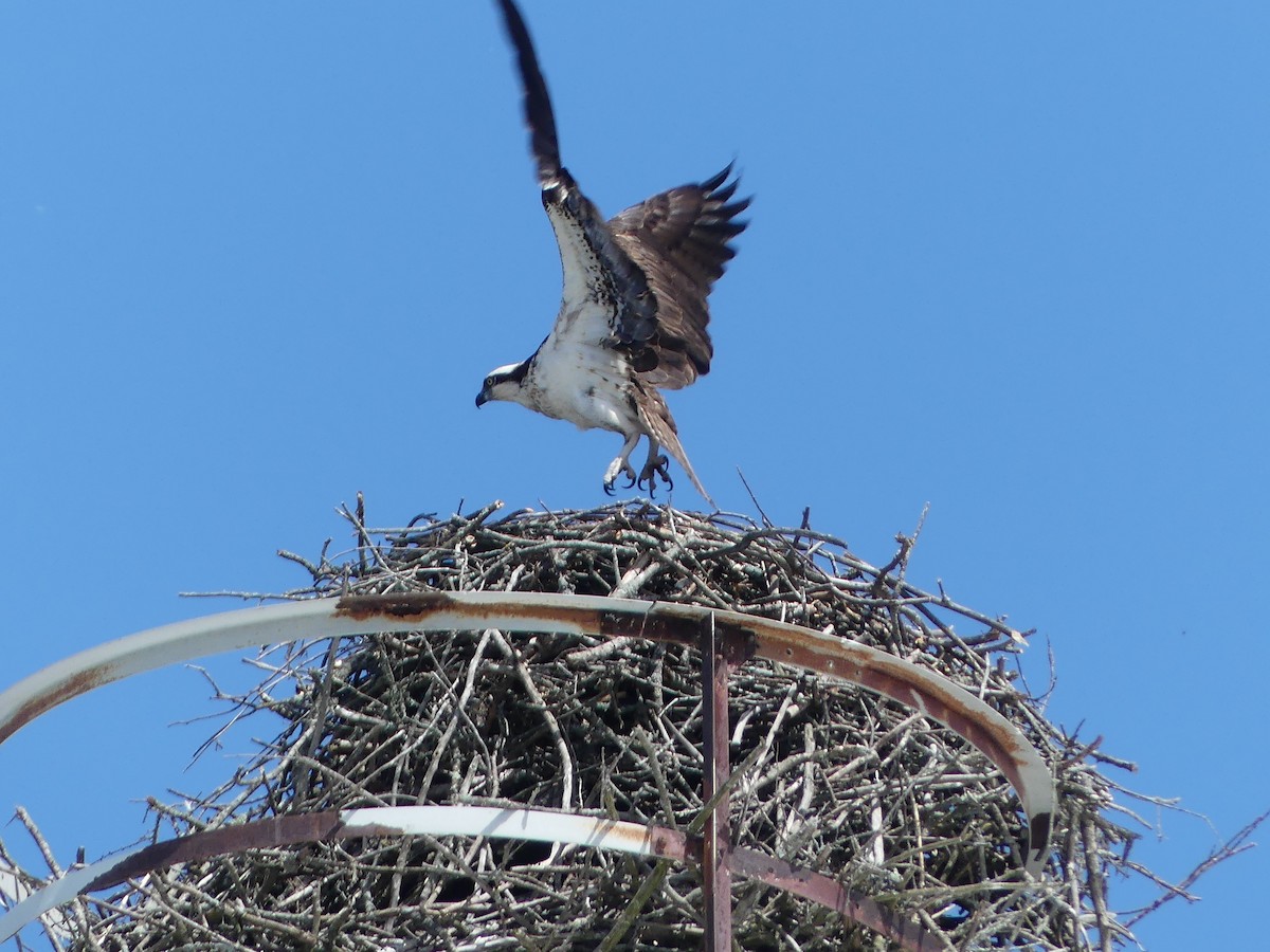 Osprey - André Labelle