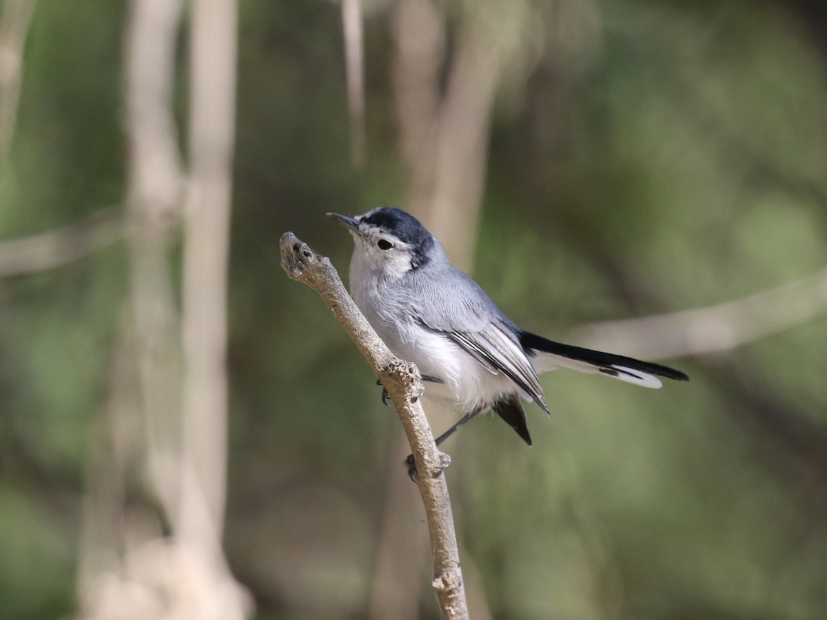 White-browed Gnatcatcher - Michael Collins