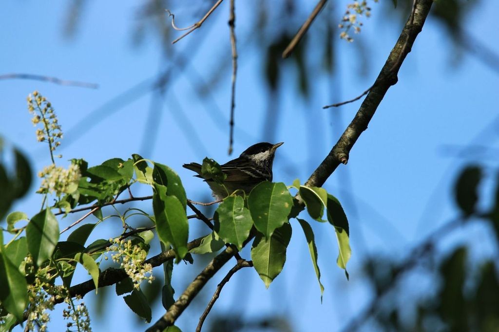 Blackpoll Warbler - Austin Hedges