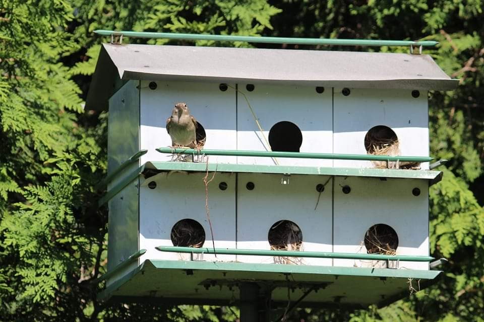 House Sparrow - Jill Favata