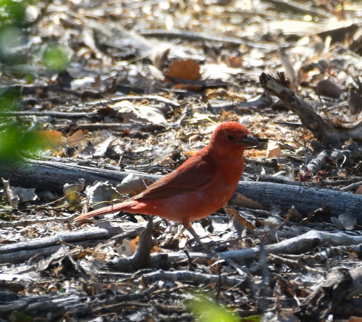 Summer Tanager - Ulrike Guggenheim