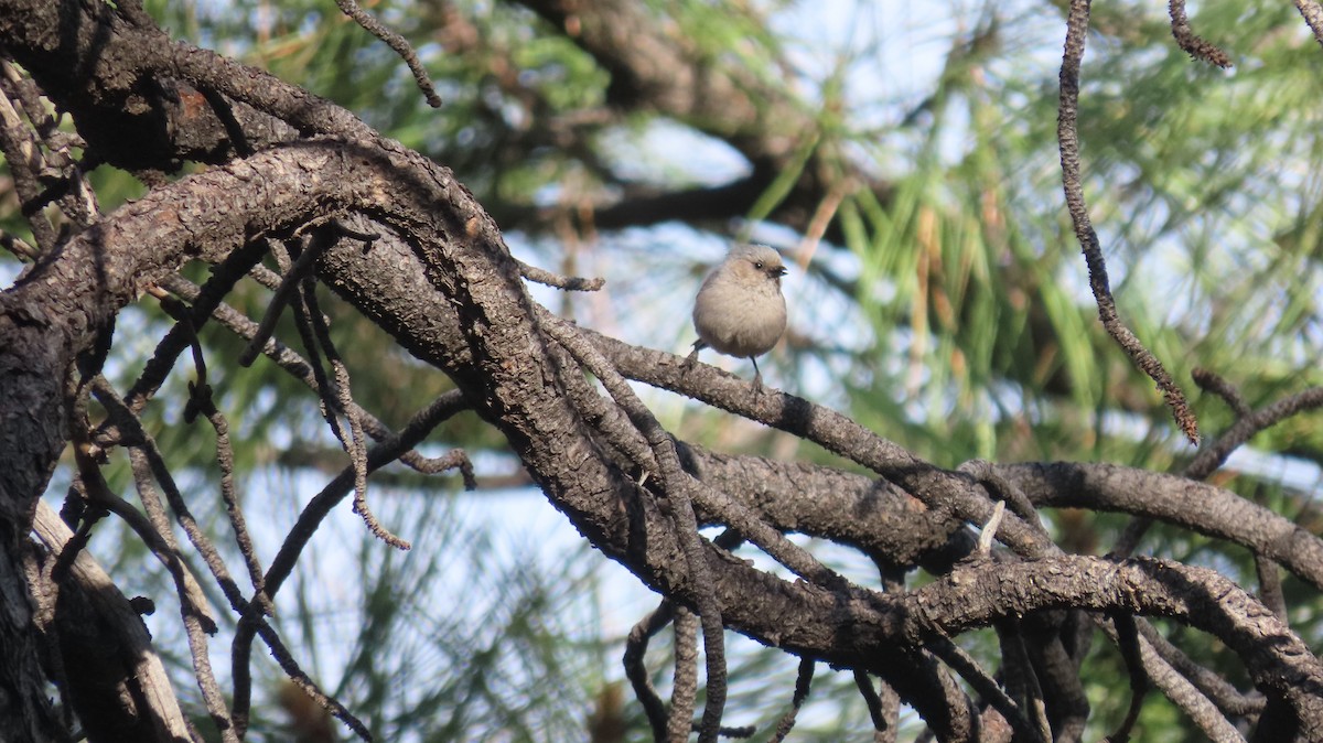 Bushtit - Anne (Webster) Leight