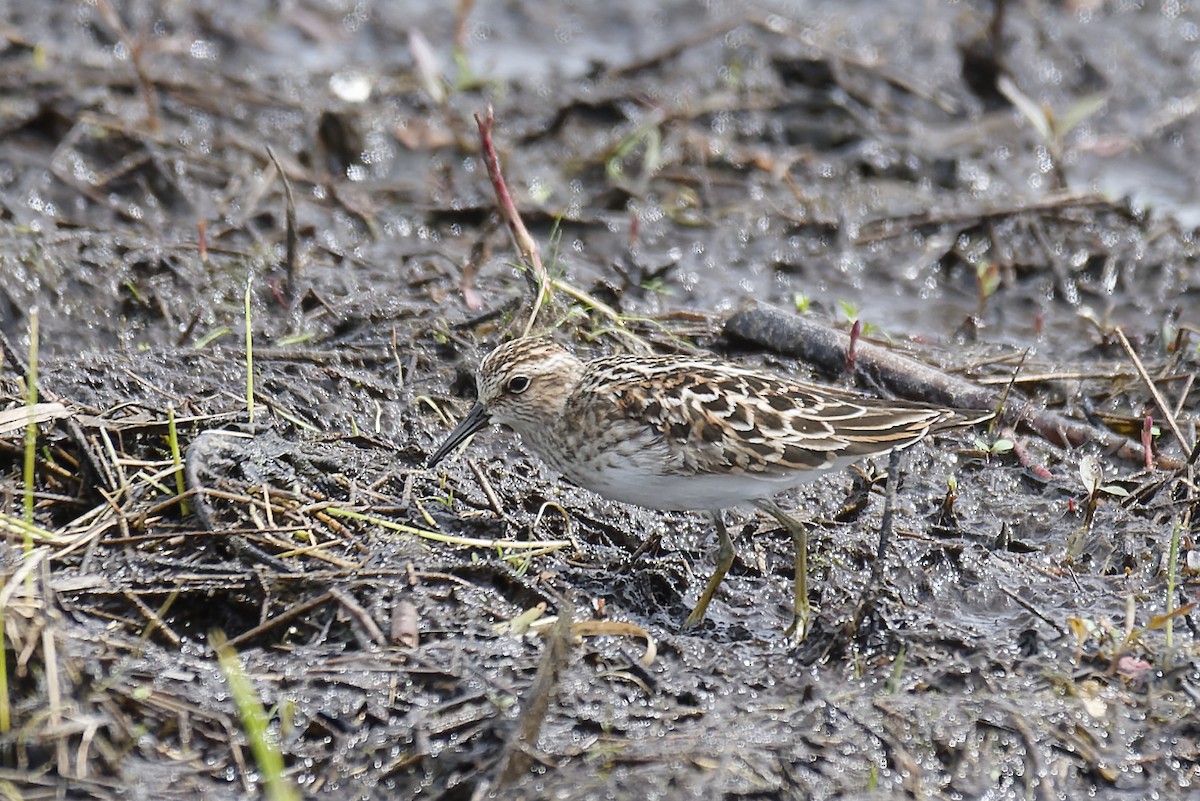 Least Sandpiper - Michel Desbiens