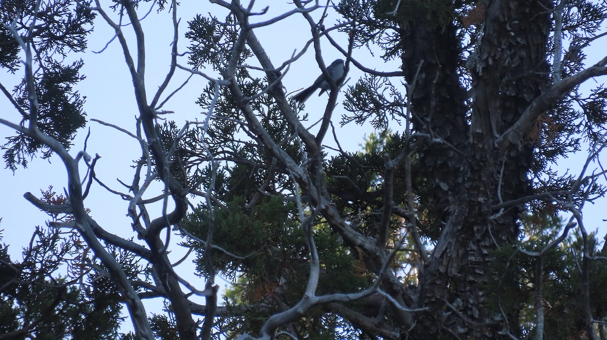 Blue-gray Gnatcatcher - Anne (Webster) Leight