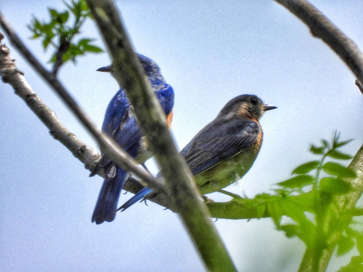 Eastern Bluebird - Gina Turone 🐩