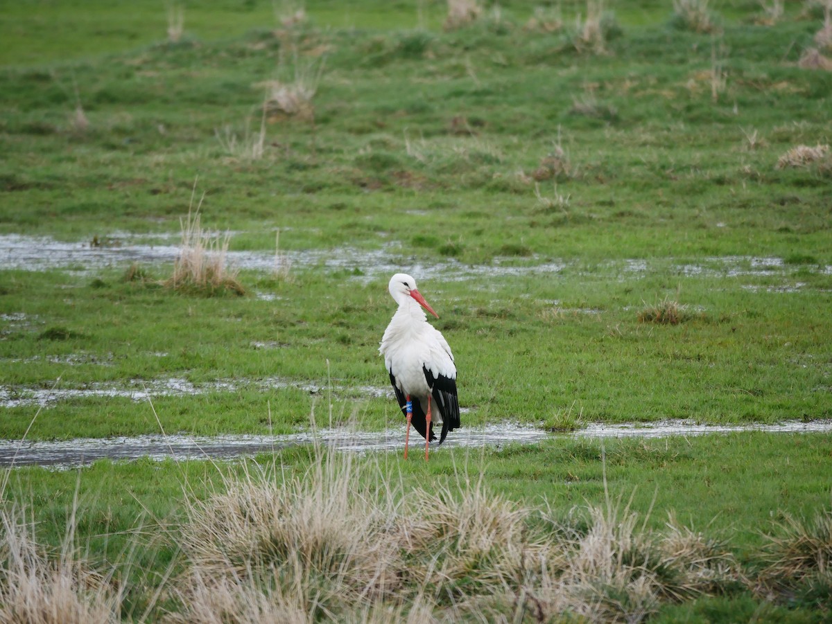 White Stork - ML619498432