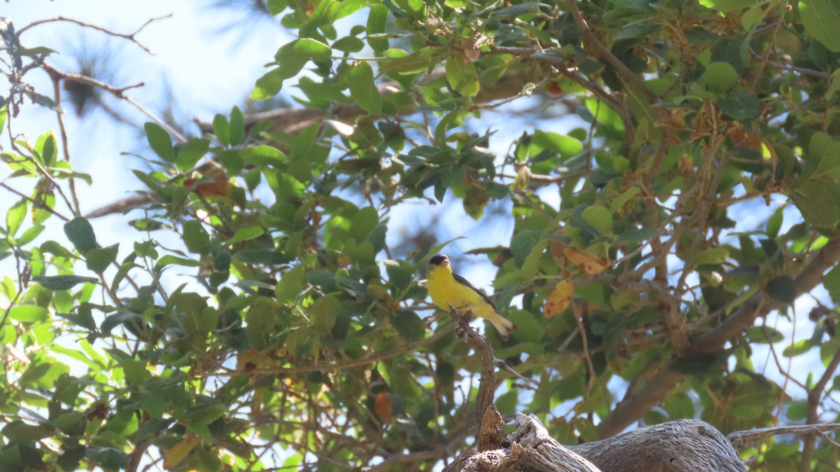 Lesser Goldfinch - ML619498433