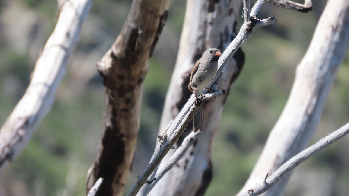 Black-chinned Sparrow - Anne (Webster) Leight