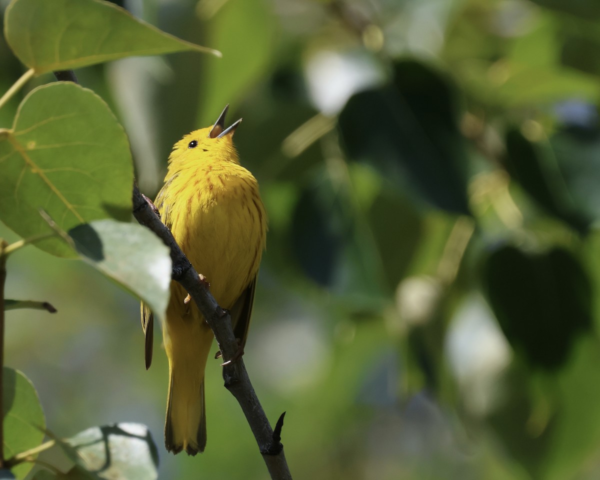 Yellow Warbler - Doug Cooper