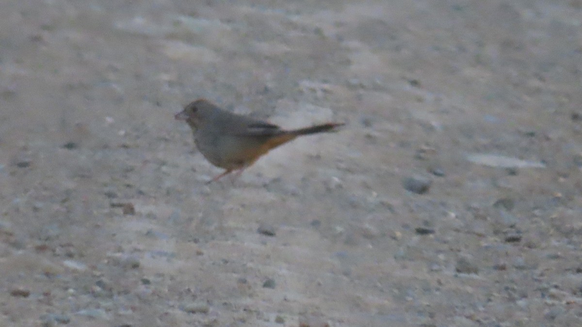 Canyon Towhee - Anne (Webster) Leight