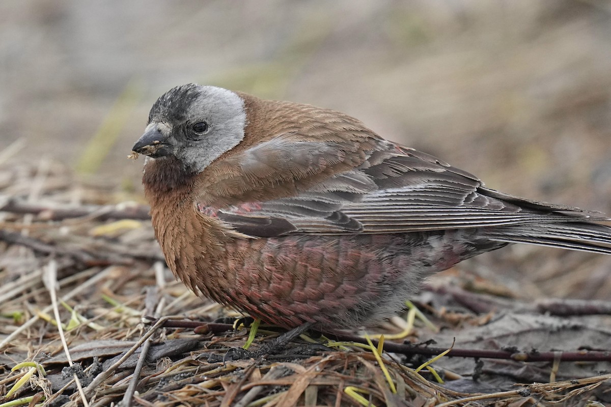 Gray-crowned Rosy-Finch (Hepburn's) - ML619498446