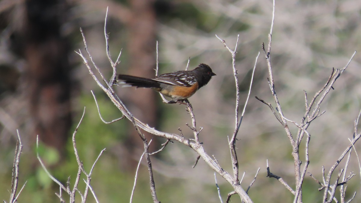 Spotted Towhee - Anne (Webster) Leight