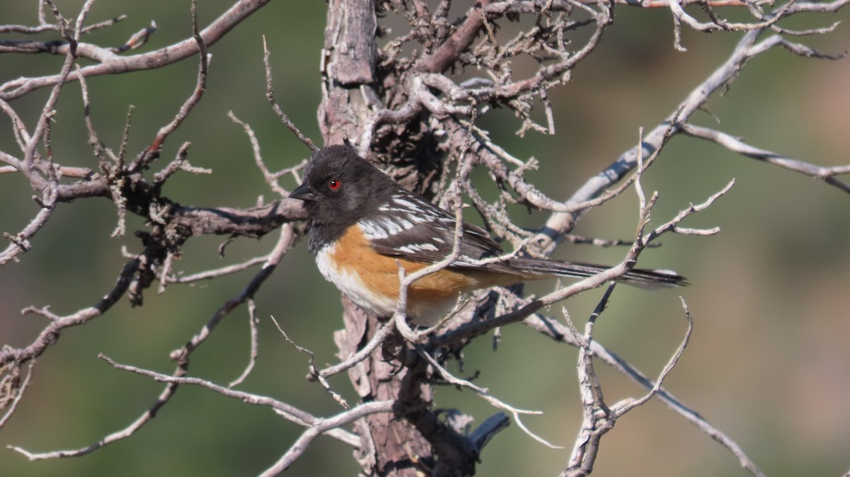 Spotted Towhee - Anne (Webster) Leight