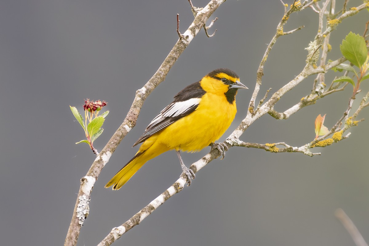 Bullock's Oriole - Ed Kingma