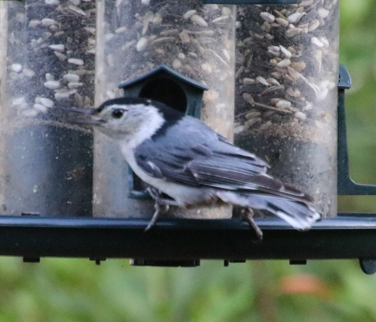 White-breasted Nuthatch - Betty Thomas