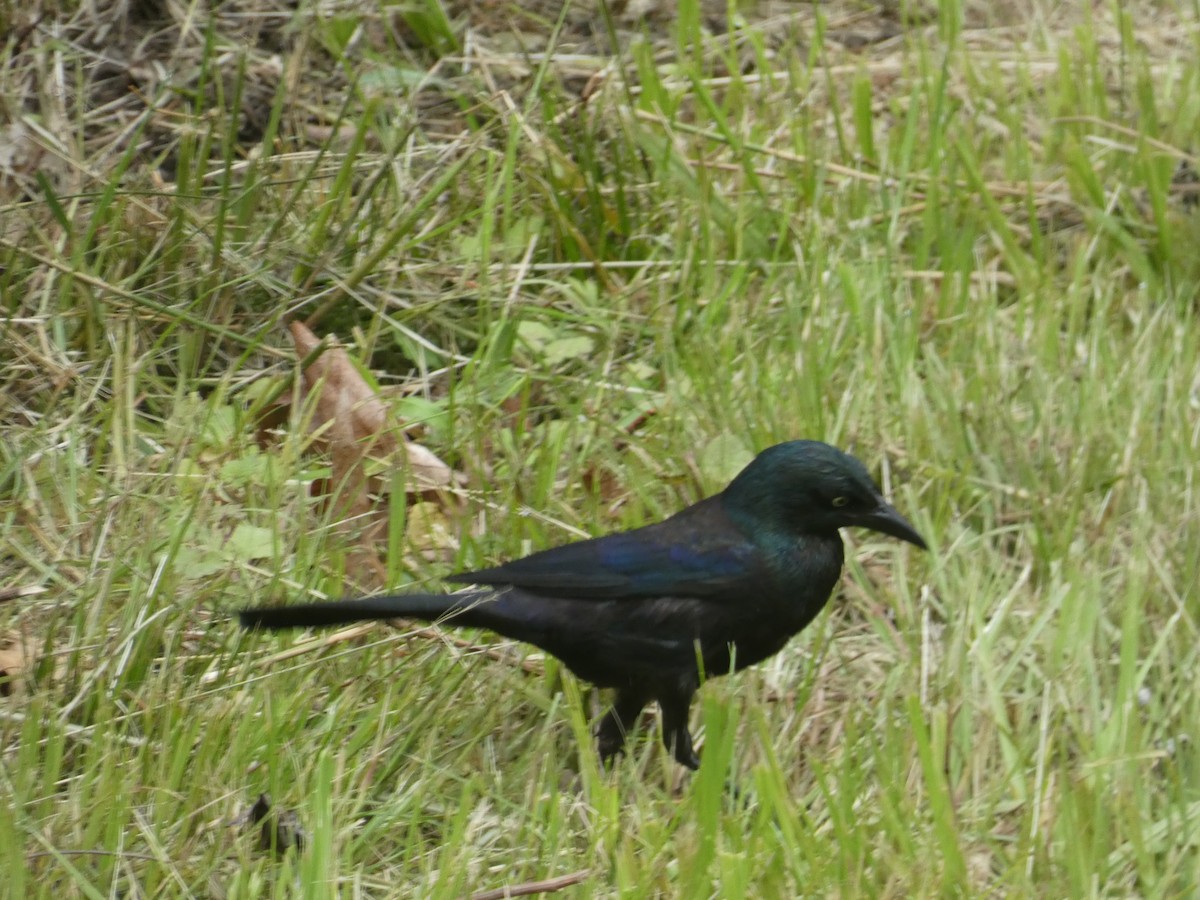 Common Grackle - Al Guarente