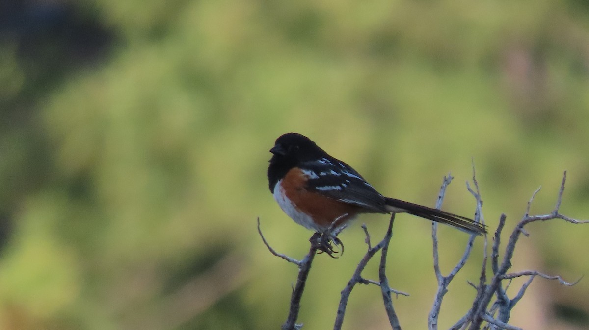 Spotted Towhee - Anne (Webster) Leight