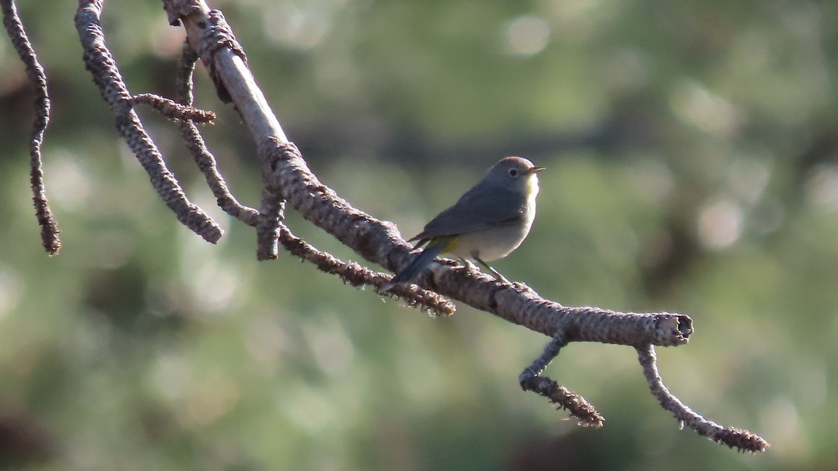 Virginia's Warbler - Anne (Webster) Leight