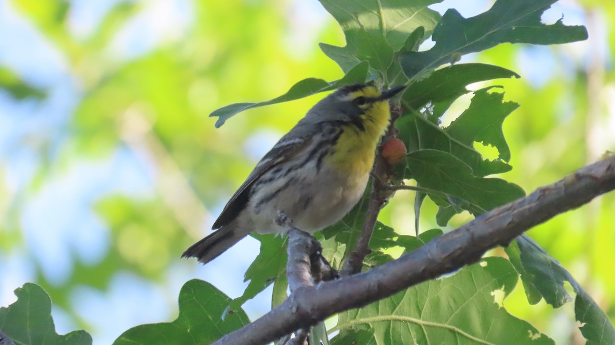 Grace's Warbler - Anne (Webster) Leight