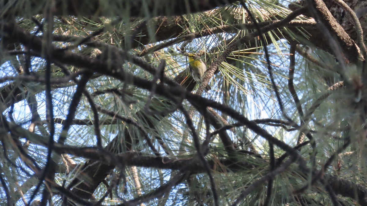 Grace's Warbler - Anne (Webster) Leight