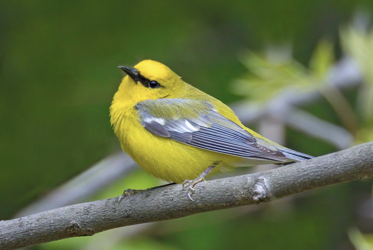 Blue-winged Warbler - Ronald Zigler