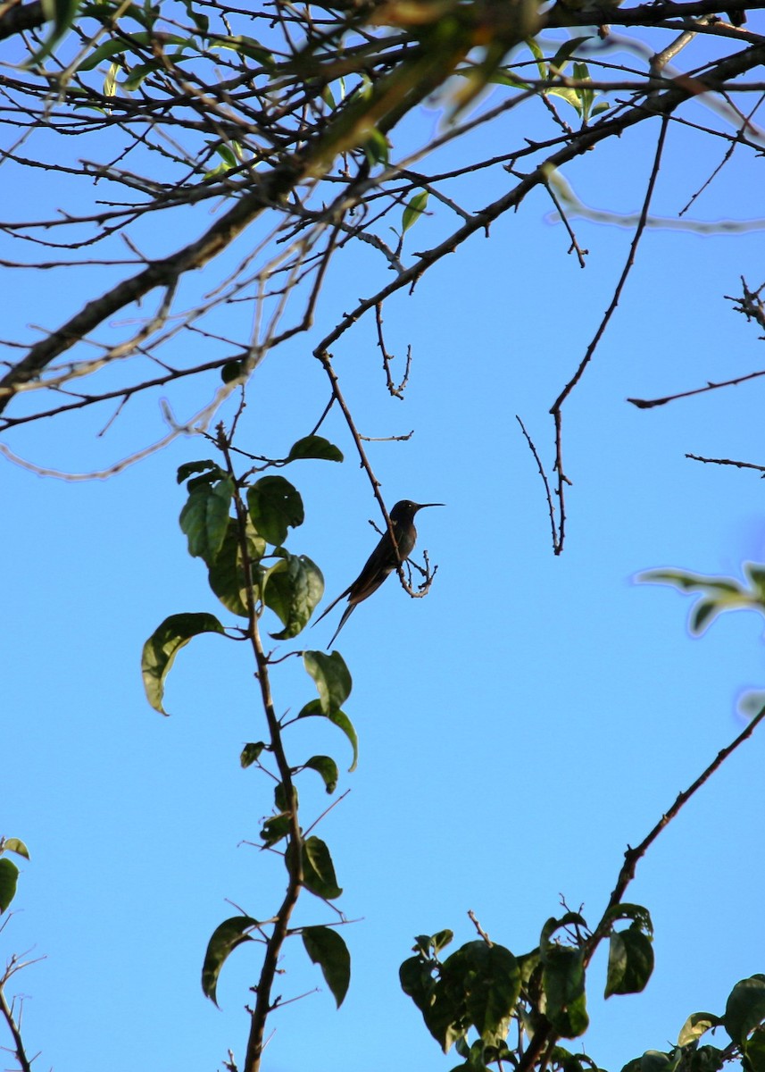 Swallow-tailed Hummingbird - M V