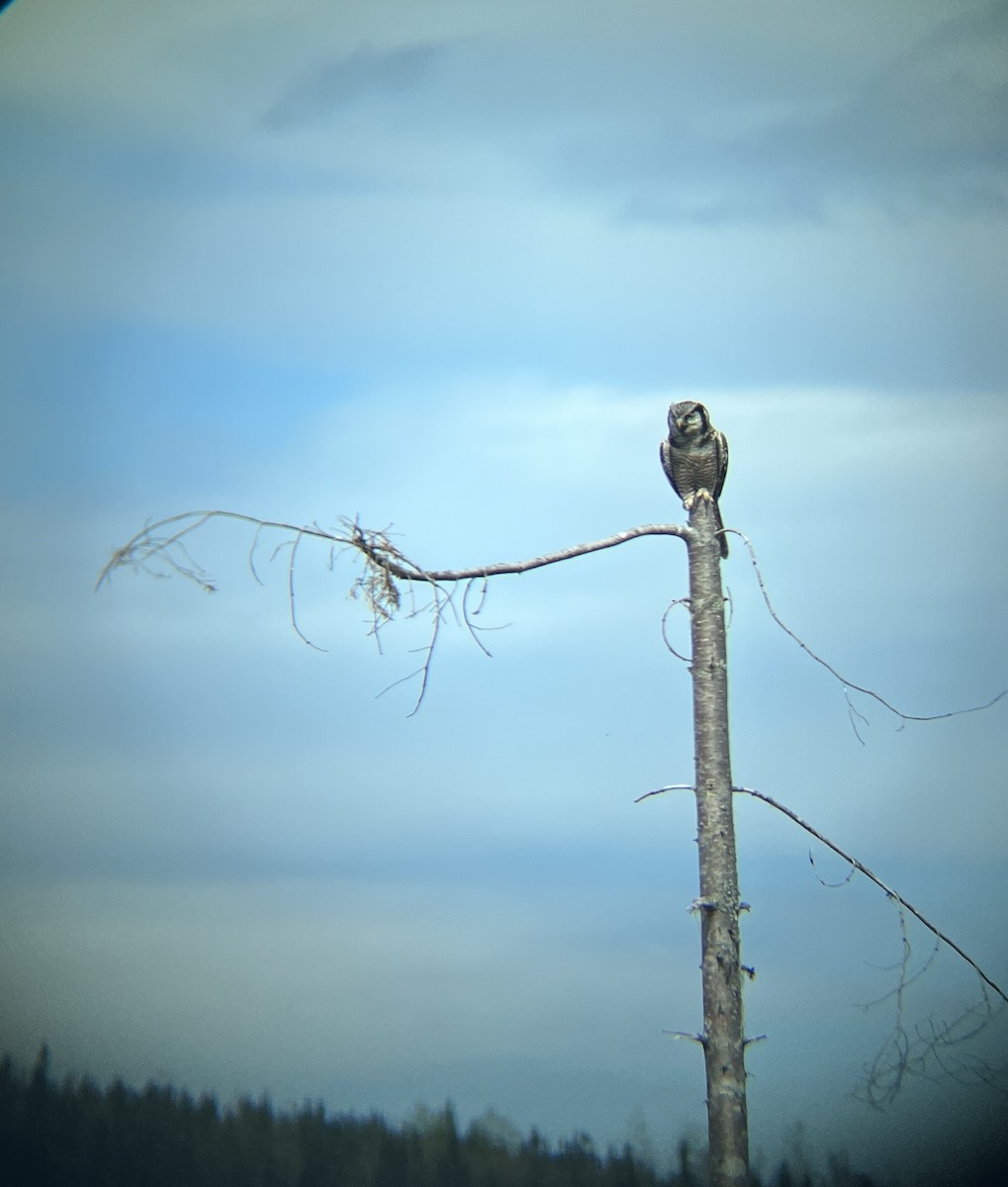 Northern Hawk Owl - Rosalie Giguère