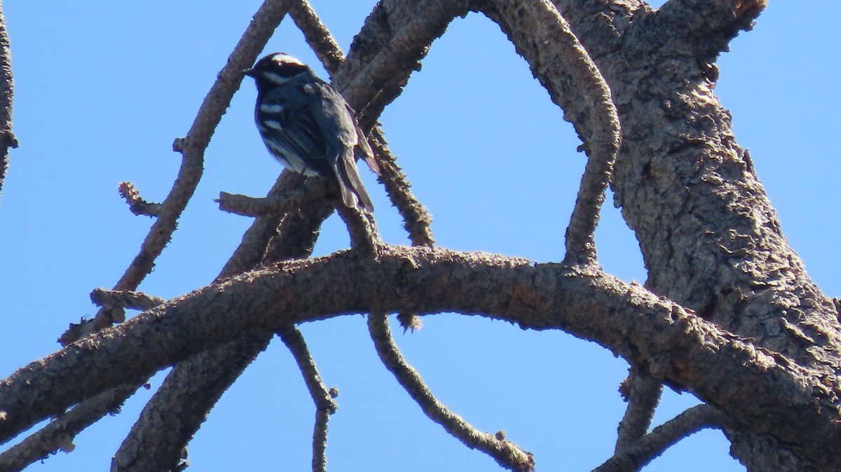 Black-throated Gray Warbler - Anne (Webster) Leight