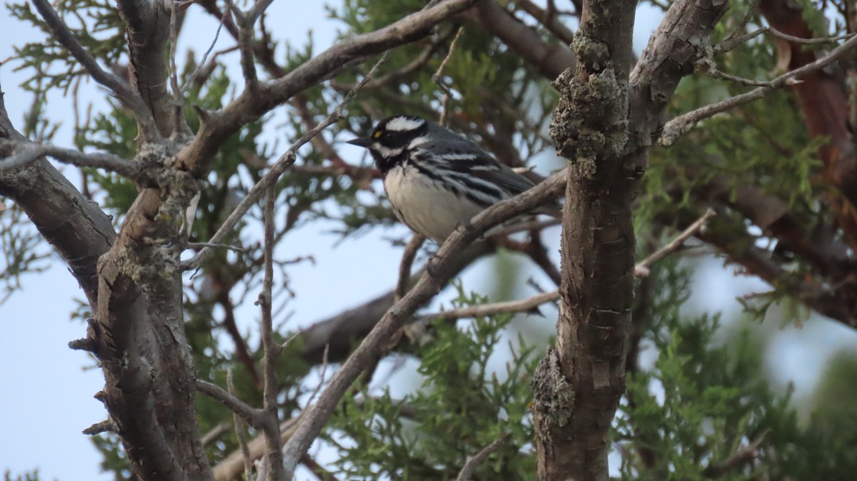 Black-throated Gray Warbler - Anne (Webster) Leight