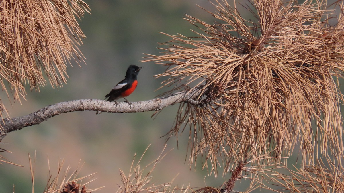 Painted Redstart - Anne (Webster) Leight