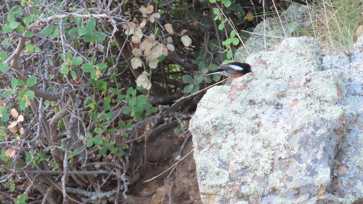 Painted Redstart - Anne (Webster) Leight