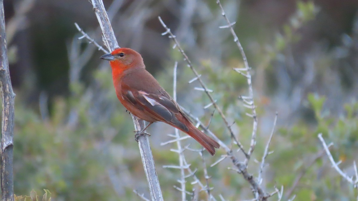 Hepatic Tanager - Anne (Webster) Leight