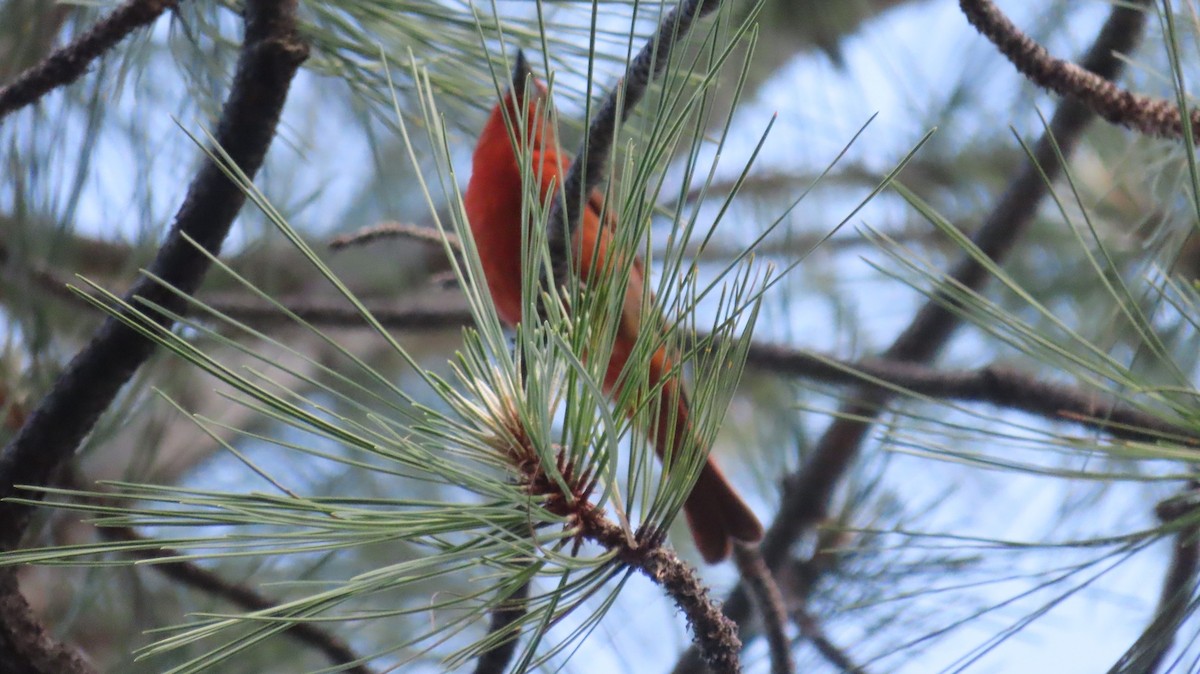 Hepatic Tanager - Anne (Webster) Leight