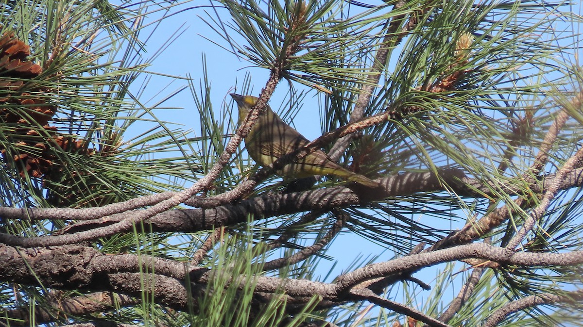 Hepatic Tanager - Anne (Webster) Leight