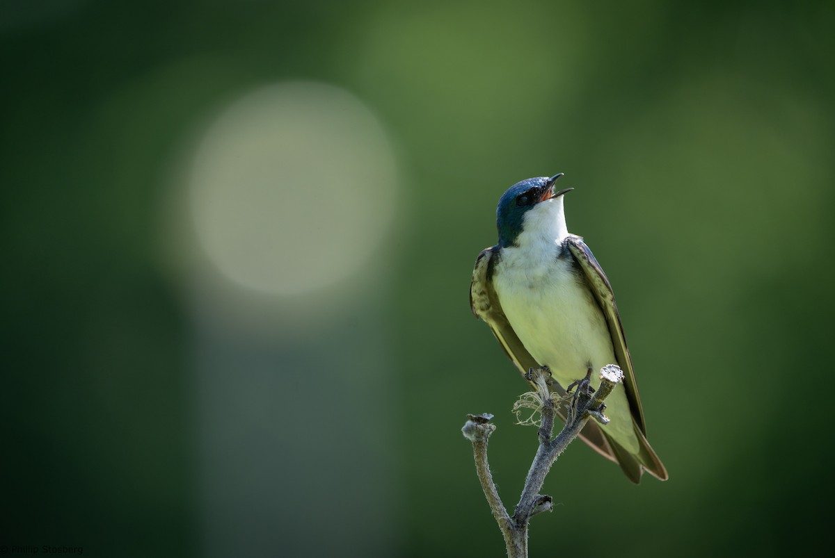 Tree Swallow - ML619498506